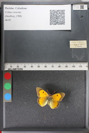 Media type: image;   Entomology 118875